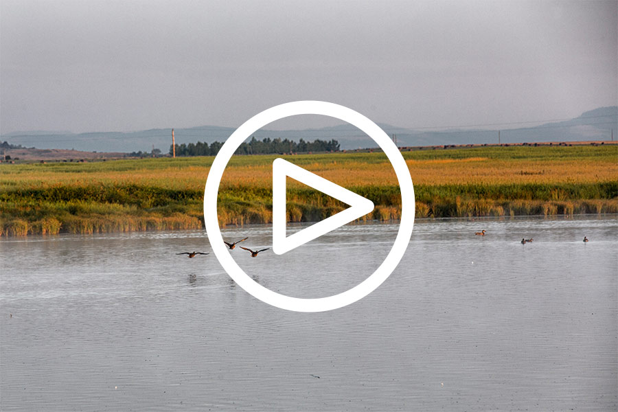 Harmony's Wetlands